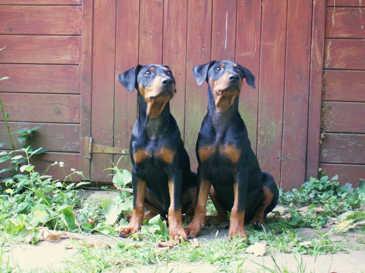 Igor et son frère Icare