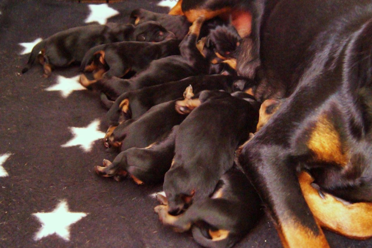 J-F Pinscher litter