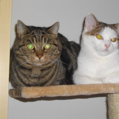 Chats