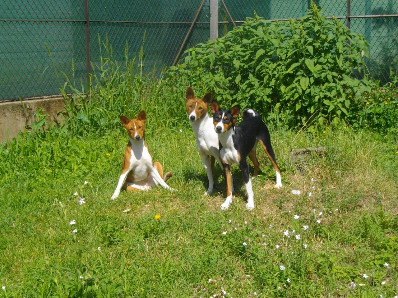 Sandy, Benji, Gary