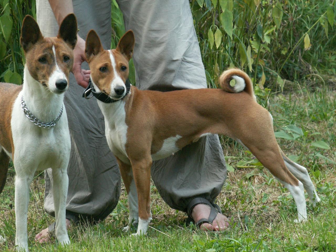 Benji, Linéa (Août 2012)